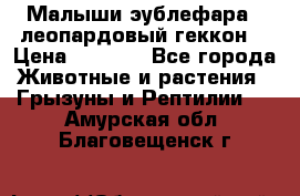 Малыши эублефара ( леопардовый геккон) › Цена ­ 1 500 - Все города Животные и растения » Грызуны и Рептилии   . Амурская обл.,Благовещенск г.